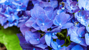 say-goodbye-to-hydrangeas