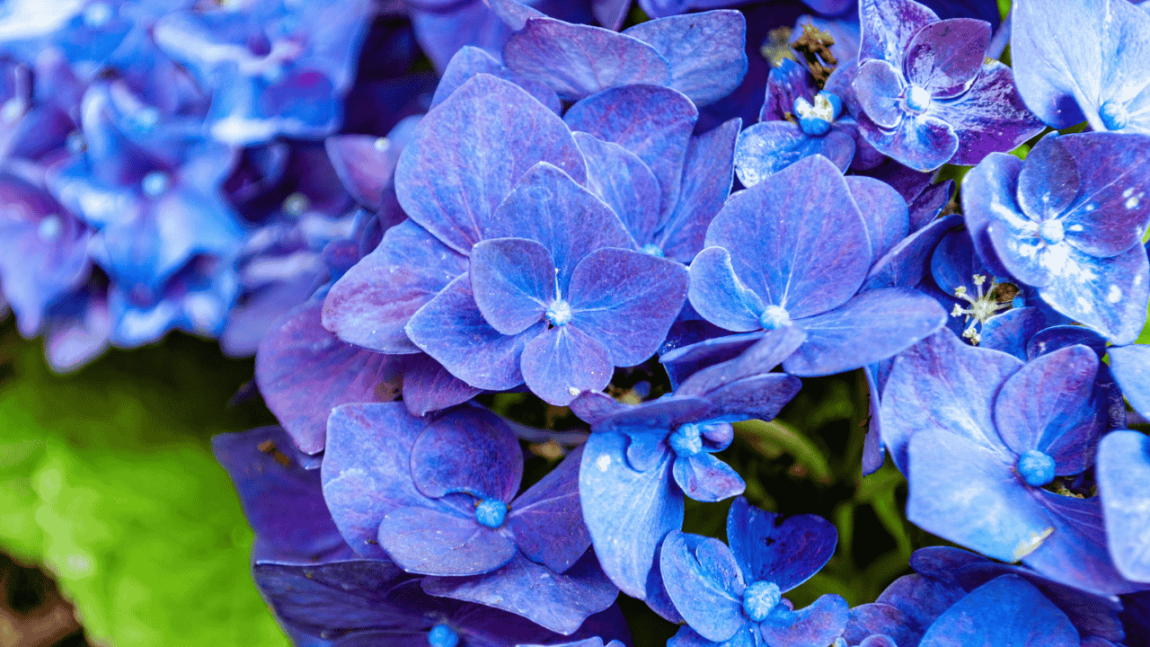 say-goodbye-to-hydrangeas