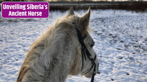 Revealing the Yakutian Horse: Siberia’s Ancient Equine Secrets