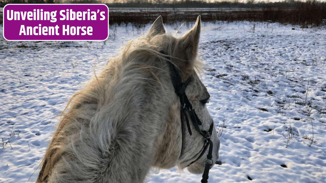 Revealing the Yakutian Horse: Siberia’s Ancient Equine Secrets